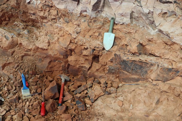 Foto - Denizli'de 9 milyon yıl öncesine ait olduğu değerlendirilen hayvan fosilleri bulundu