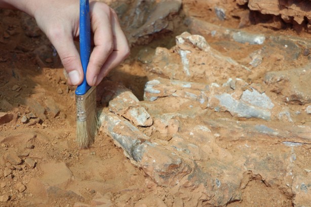Foto - Denizli'de 9 milyon yıl öncesine ait olduğu değerlendirilen hayvan fosilleri bulundu