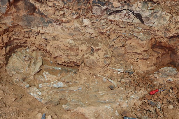 Foto - Denizli'de 9 milyon yıl öncesine ait olduğu değerlendirilen hayvan fosilleri bulundu