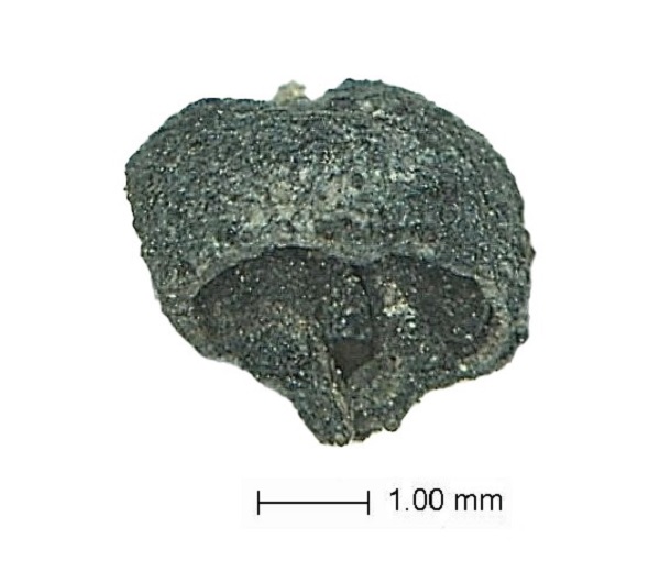 Foto - Denizli'de bulundu! Bu çekirdek 3500 yıllık