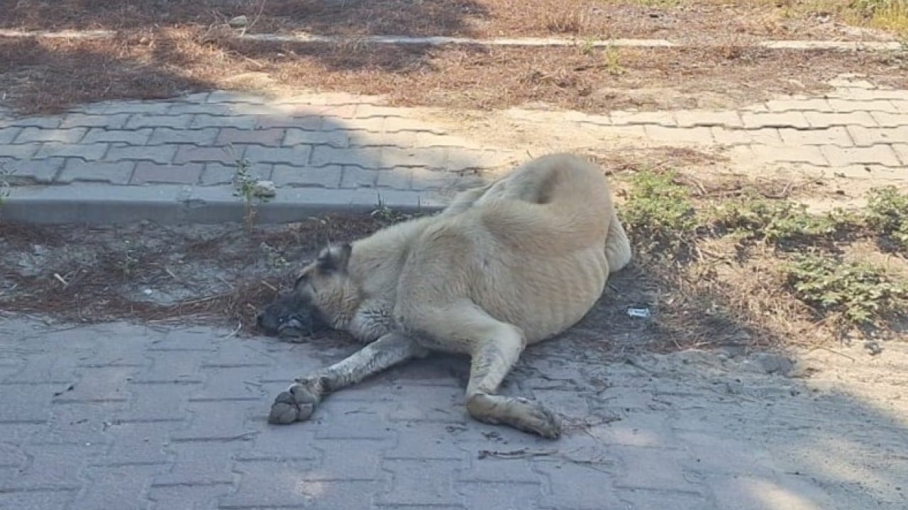 Denizli’de cani vicdansızlardan alçak tuzak! Tavuk parçalarına zehir koyup sokak hayvanlarını katlettiler!