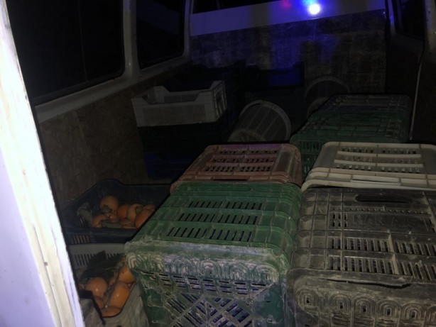 Foto - Denizli'de cennet elması çalan 3 kişi gözaltına alındı