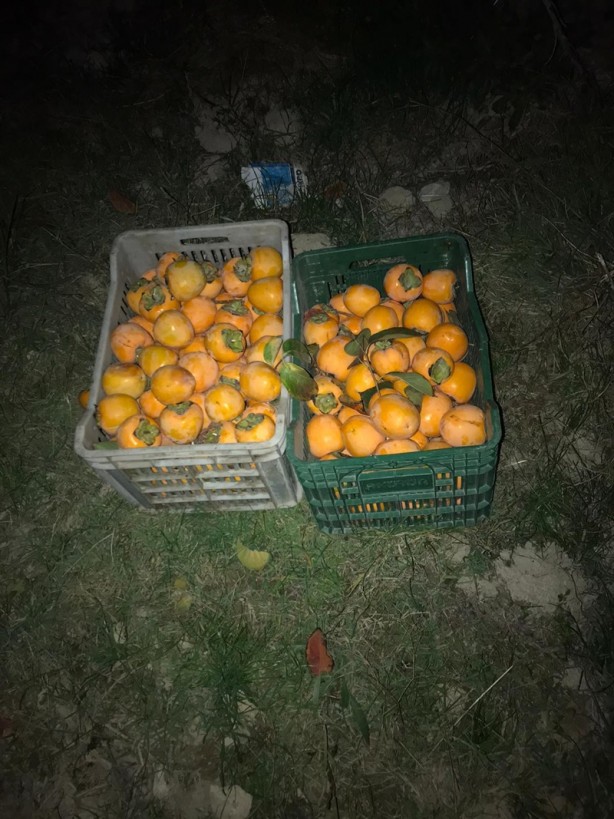 Foto - Denizli'de cennet elması çalan 3 kişi gözaltına alındı