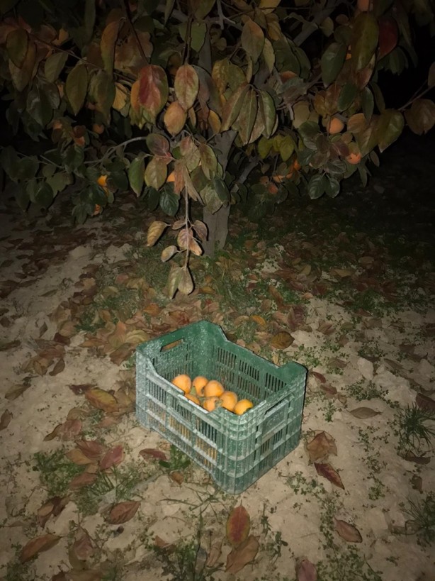 Denizli'de cennet elması çalan 3 kişi gözaltına alındı