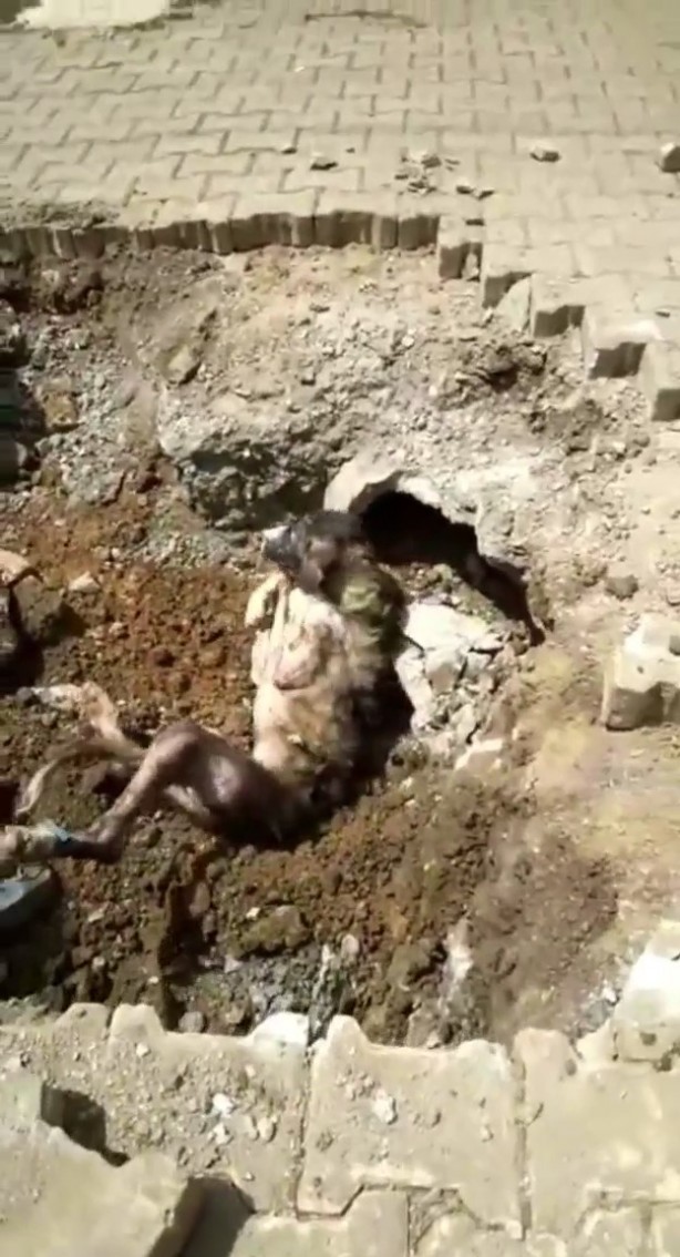 Foto - Denizli'de yerin altından garip sesler geliyordu! Çıkan şey herkesi şaşkına çevirdi