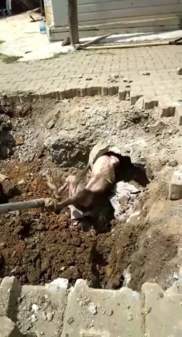 Foto - Denizli'de yerin altından garip sesler geliyordu! Çıkan şey herkesi şaşkına çevirdi
