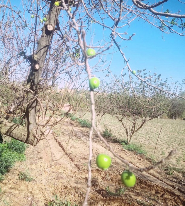 Foto - Denizli’den Türkiye'yi sallayan korkunç bir haber geldi! Bu resmen kıyamet alameti