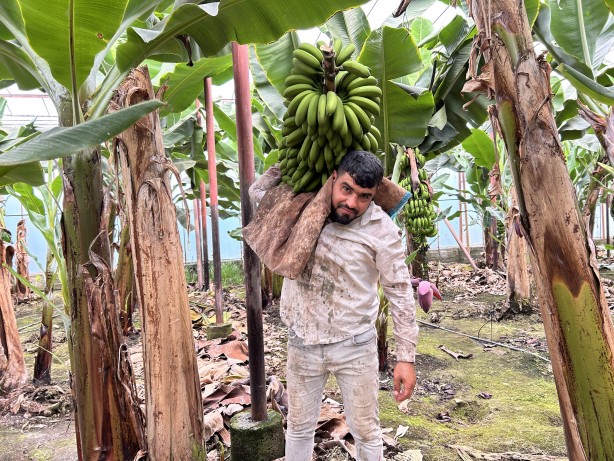 Deprem bölgesinde bereketli hasat: Muz seradan 32 TL'den alıcı buluyor