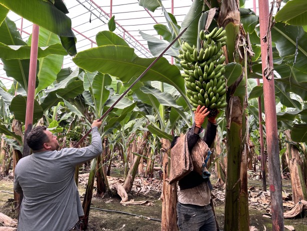 Foto - Deprem bölgesinde bereketli hasat: Muz seradan 32 TL'den alıcı buluyor