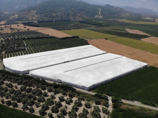 Foto - Deprem bölgesinde bereketli hasat: Muz seradan 32 TL'den alıcı buluyor