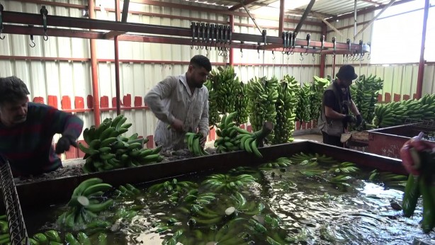 Foto - Deprem bölgesinde bereketli hasat: Muz seradan 32 TL'den alıcı buluyor