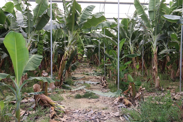Foto - Deprem bölgesinde hasat zamanı