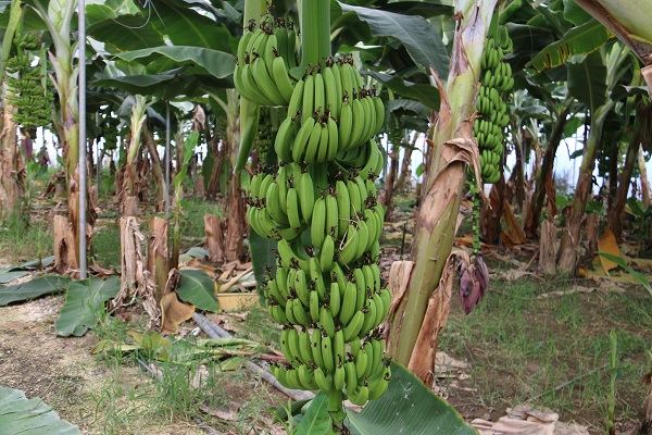 Foto - Deprem bölgesinde hasat zamanı