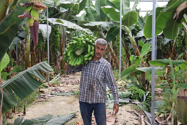 Foto - Deprem bölgesinde hasat zamanı