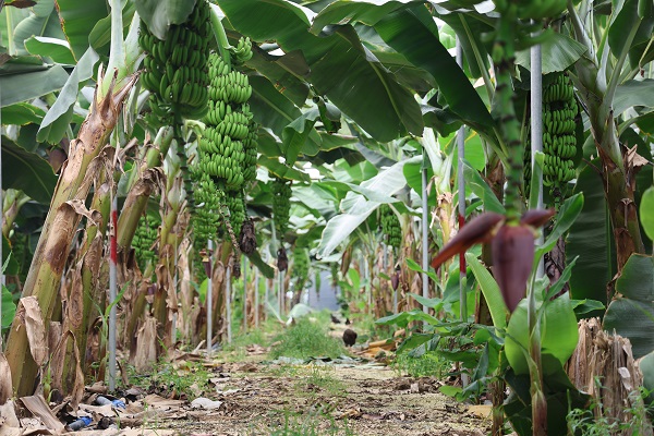 Foto - Deprem bölgesinde hasat zamanı