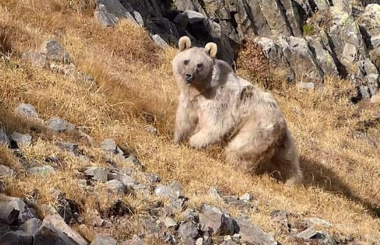 Foto - 'Deprem habercisi' denilen yılanlar uyandı! Bir şehri korku sardı