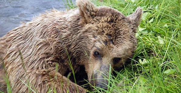 Foto - 'Deprem habercisi' denilen yılanlar uyandı! Bir şehri korku sardı