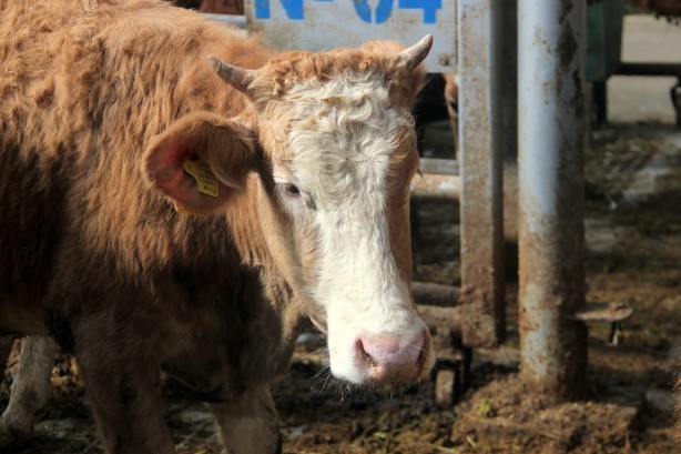 Foto - Deprem, kuraklık derken bir felaket daha! Türkiye'deki Avrupa’nın en büyük canlı hayvan pazarı kapatıldı
