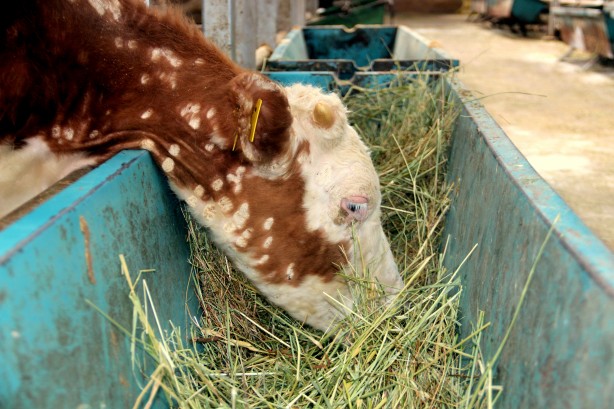 Foto - Deprem, kuraklık derken bir felaket daha! Türkiye'deki Avrupa’nın en büyük canlı hayvan pazarı kapatıldı