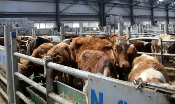 Deprem, kuraklık derken bir felaket daha! Türkiye'deki Avrupa’nın en büyük canlı hayvan pazarı kapatıldı