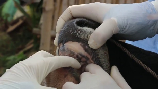 Foto - Deprem, kuraklık derken bir felaket daha! Türkiye'deki Avrupa’nın en büyük canlı hayvan pazarı kapatıldı