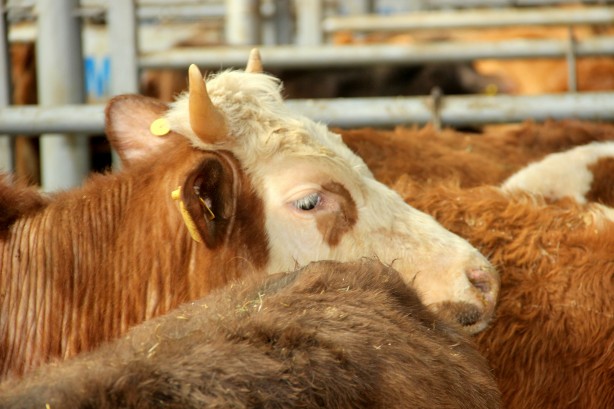Foto - Deprem, kuraklık derken bir felaket daha! Türkiye'deki Avrupa’nın en büyük canlı hayvan pazarı kapatıldı