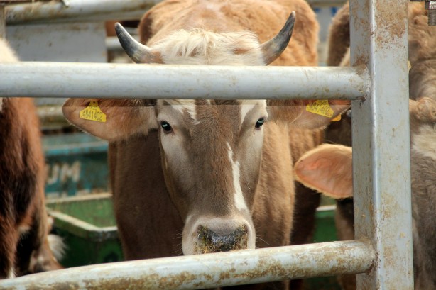 Foto - Deprem, kuraklık derken bir felaket daha! Türkiye'deki Avrupa’nın en büyük canlı hayvan pazarı kapatıldı