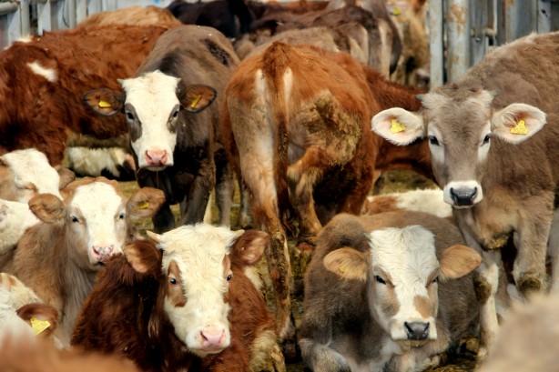 Foto - Deprem, kuraklık derken bir felaket daha! Türkiye'deki Avrupa’nın en büyük canlı hayvan pazarı kapatıldı