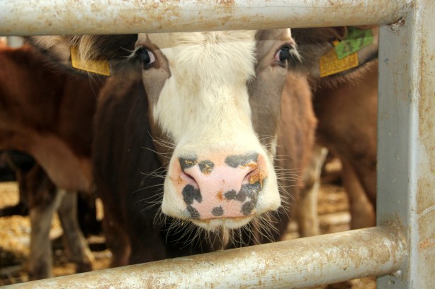 Foto - Deprem, kuraklık derken bir felaket daha! Türkiye'deki Avrupa’nın en büyük canlı hayvan pazarı kapatıldı