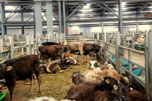 Foto - Deprem, kuraklık derken bir felaket daha! Türkiye'deki Avrupa’nın en büyük canlı hayvan pazarı kapatıldı