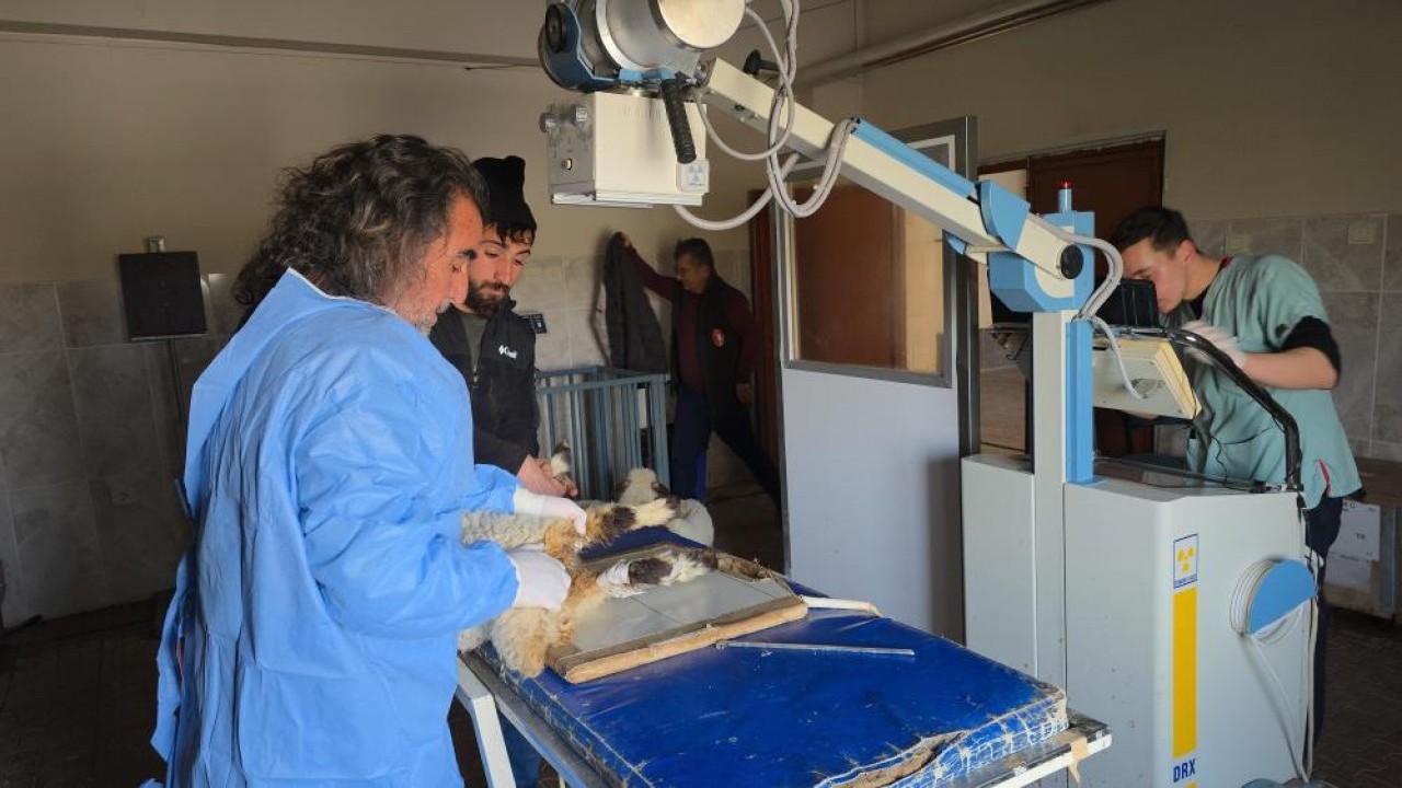 Deprem sonrası enkazdan çıkarıldılar Yaralı kuzular tedavi sonrası hayata tutundu