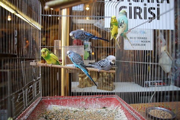 Foto - Deprem sonrası ilgi arttı! Bu kuşlar gerçekten depremi tahmin edebiliyor mu?