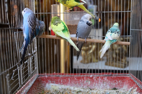 Foto - Deprem sonrası ilgi arttı! Bu kuşlar gerçekten depremi tahmin edebiliyor mu?