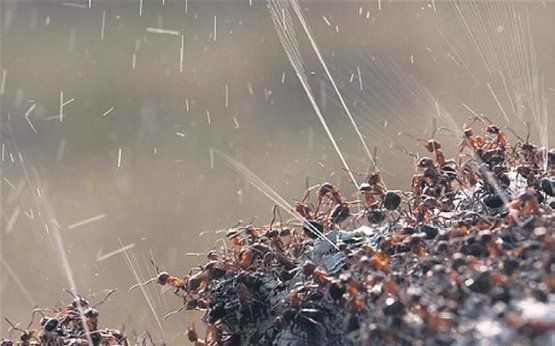 Foto - Deprem sonrası Oytun Erbaş, "Trakya ve Marmara'da var, bu iş sakat" diyerek uyardı! Karıncalara dikkat