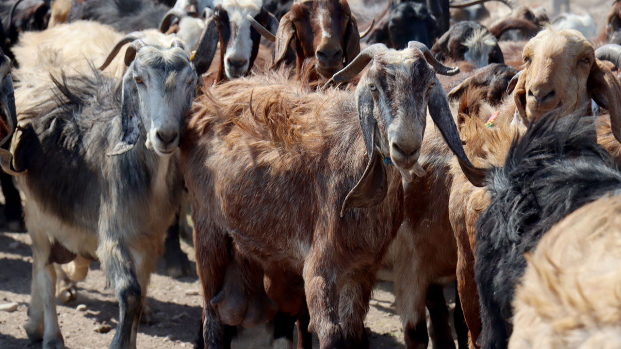 Foto - Depremde her şeyini kaybetti! Devlet desteğiyle ayağa kalktı