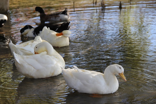 Foto - Depremde zemin sıvılaşması yaşanmıştı! Bu görüntü herkesi korkuttu