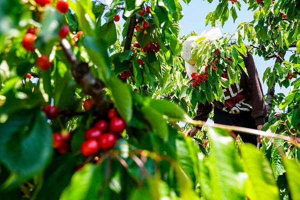 Foto - Depremden etkilendi, köyüne döndü! 7 dönümde hasat yaptı