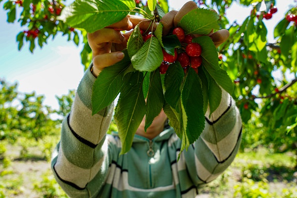 Foto - Depremden etkilendi, köyüne döndü! 7 dönümde hasat yaptı