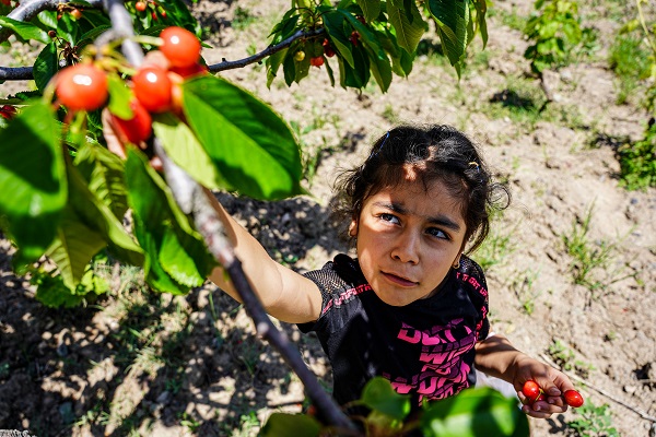 Foto - Depremden etkilendi, köyüne döndü! 7 dönümde hasat yaptı