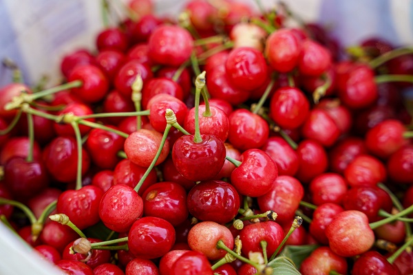 Foto - Depremden etkilendi, köyüne döndü! 7 dönümde hasat yaptı