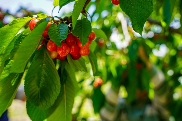 Foto - Depremden etkilendi, köyüne döndü! 7 dönümde hasat yaptı