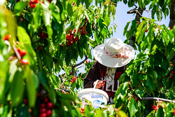 Foto - Depremden etkilendi, köyüne döndü! 7 dönümde hasat yaptı