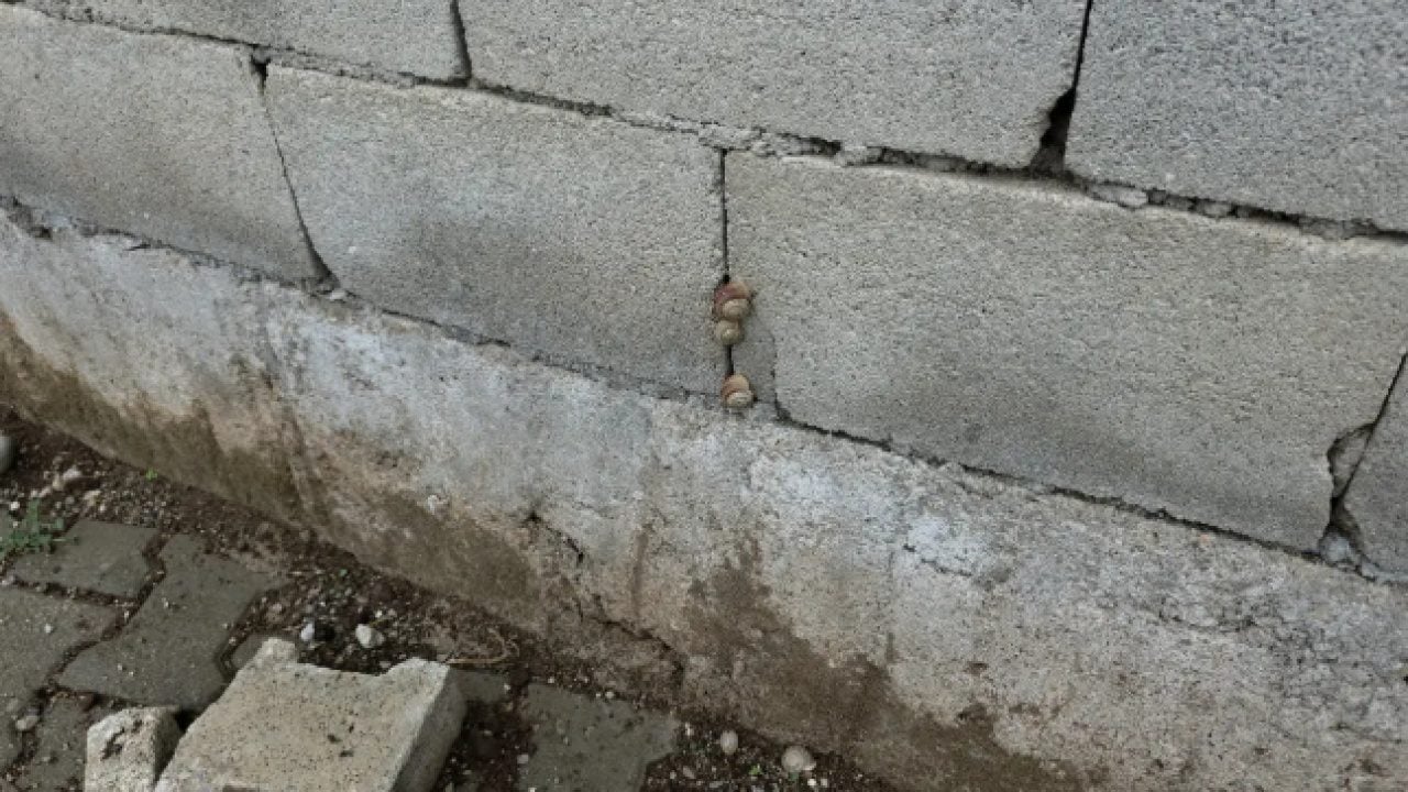 Foto - Depremden sonra ortaya çıktılar! 8 evi istila ettiler!