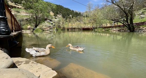 Foto - Depremin ardından rengi değişmişti! İşte, Yeşilgöz Gölü’nün son hali