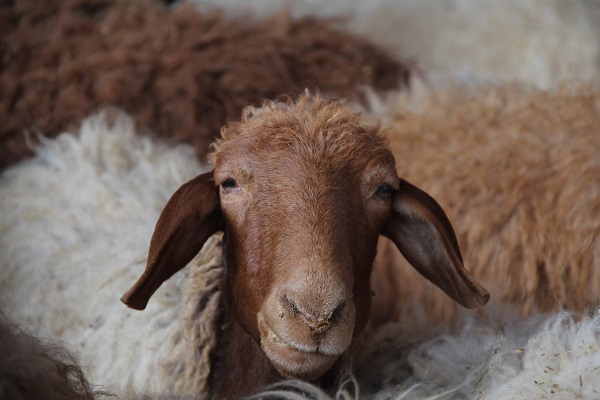 Foto - Depremzede duyduğuna inanamadı! Devlet hepsini telafi etti