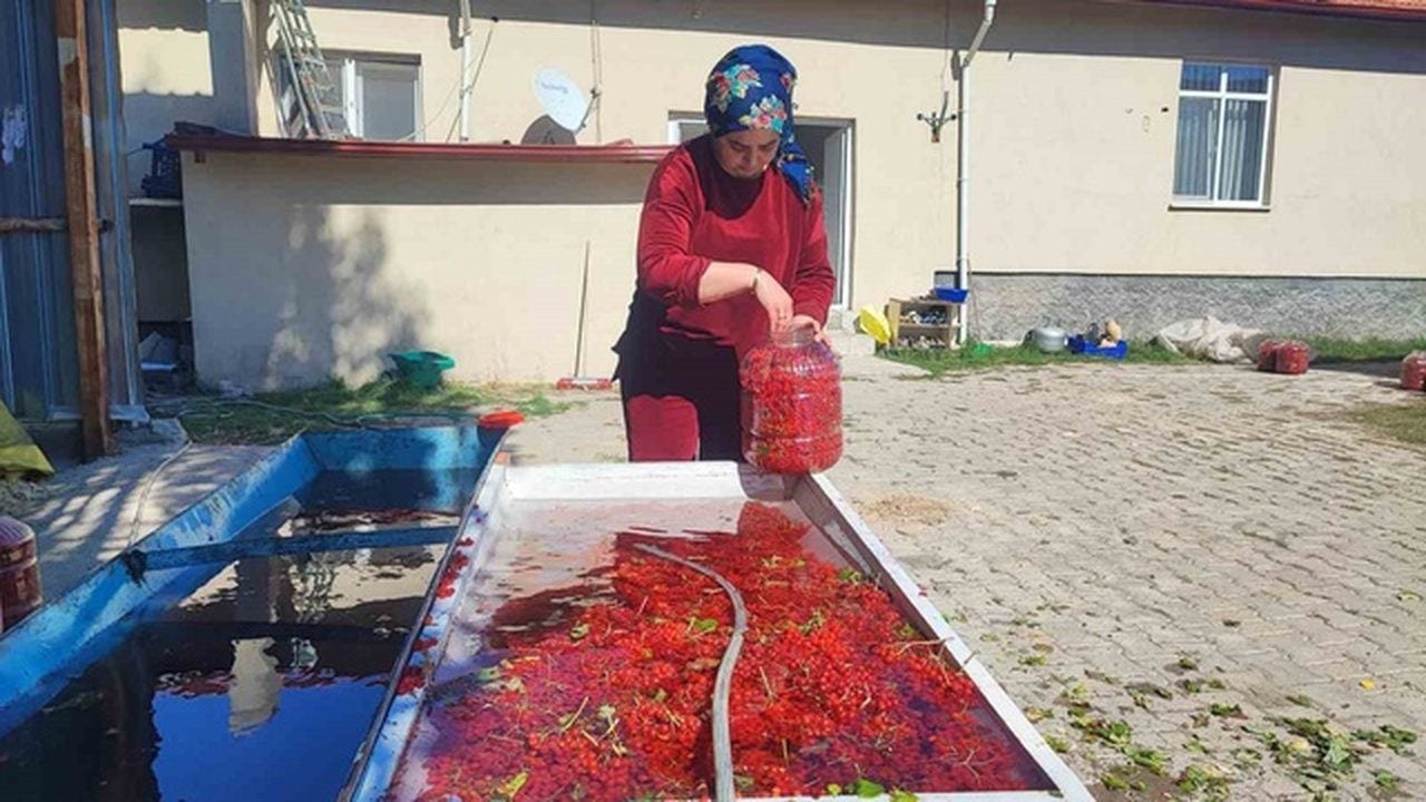 Foto - Dere kenarlarında kendiliğinden yetişiyor! Özel mahzenlerde bekletilip bin liradan satılıyor