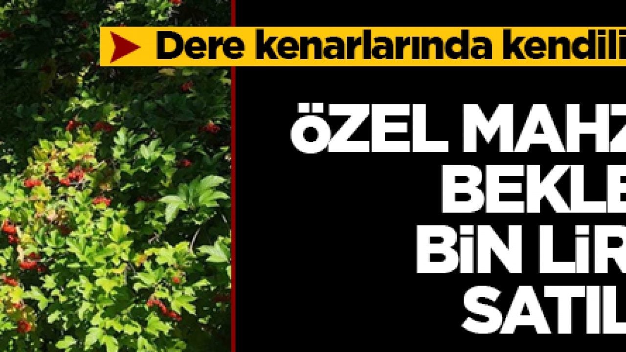 Dere kenarlarında kendiliğinden yetişiyor! Özel mahzenlerde bekletilip bin liradan satılıyor