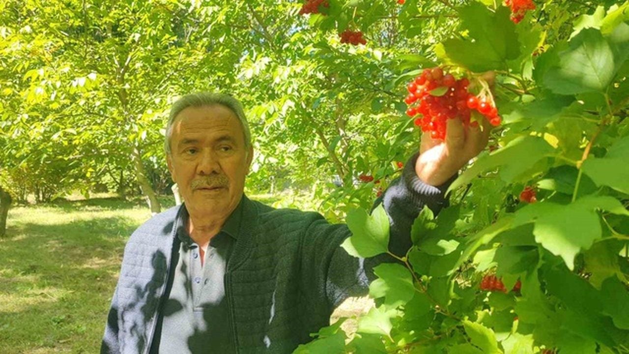 Foto - Dere kenarlarında kendiliğinden yetişiyor! Özel mahzenlerde bekletilip bin liradan satılıyor