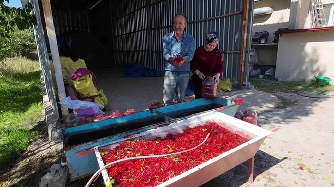 Foto - Dere kenarlarında kendiliğinden yetişiyor! Özel mahzenlerde bekletilip bin liradan satılıyor
