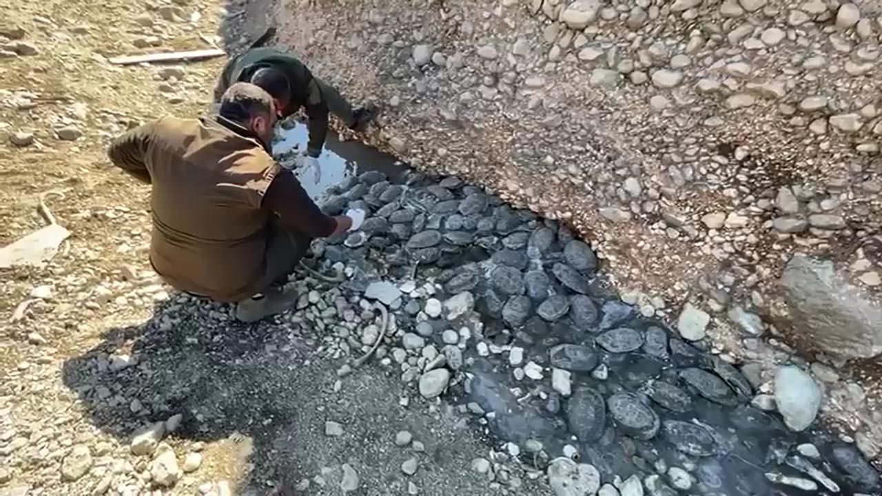 Foto - Dere yatağında can pazarı! 316 tanesi kurtarıldı